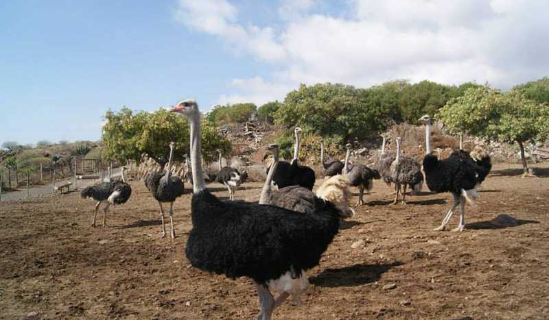 Страусиная Ферма на Тенерифе (ЗАКРЫТО)