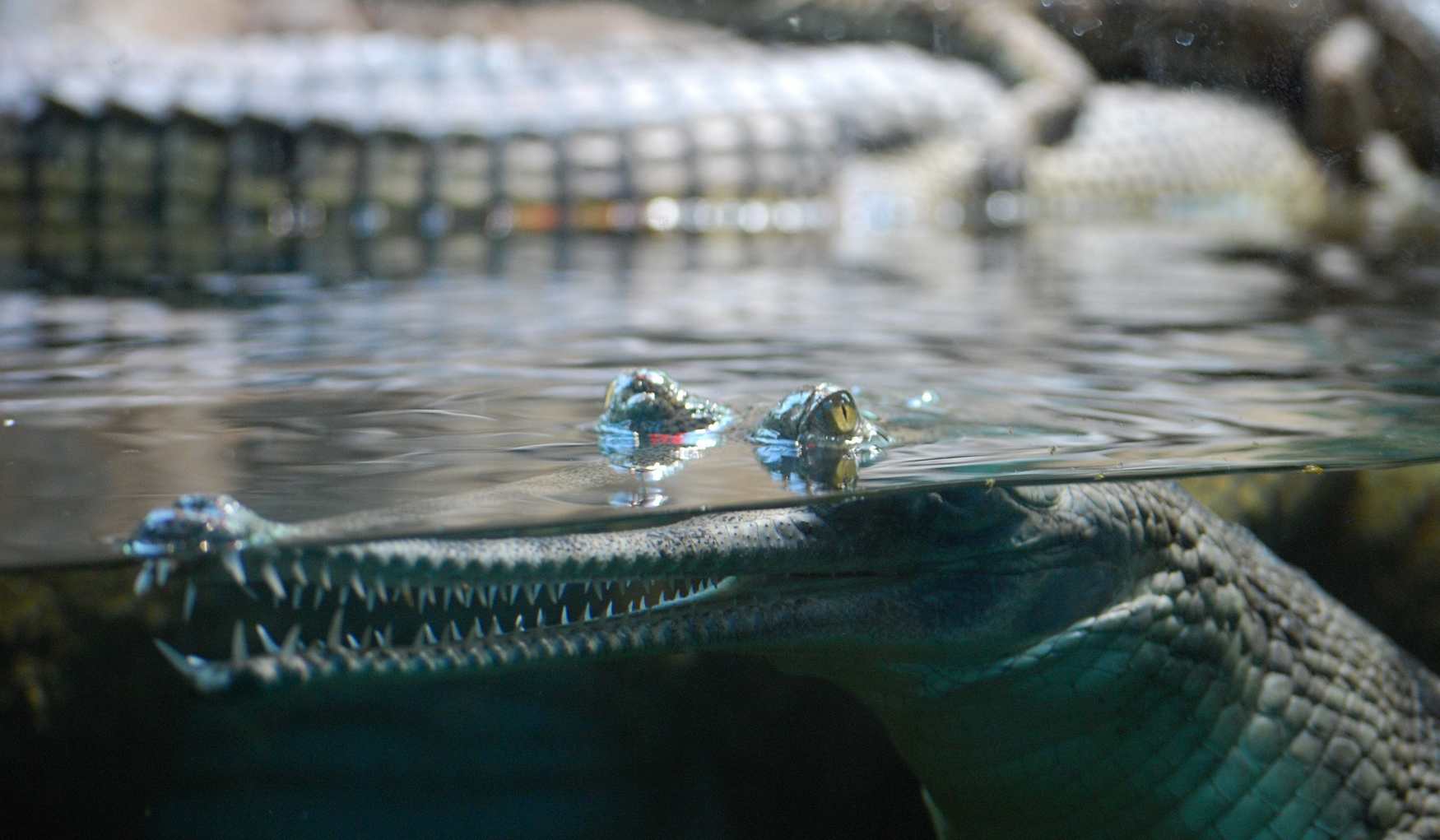 Зоопарк «Простоквашино» фото 1