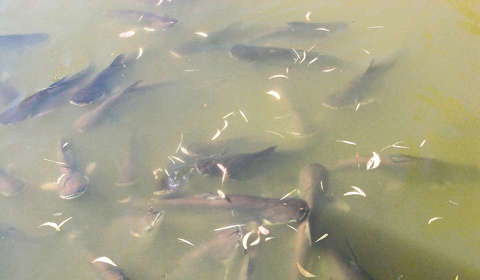 Ферма Сомов фото 1