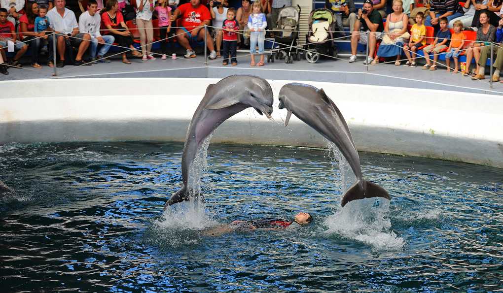 Феста Делфинариум фото 1