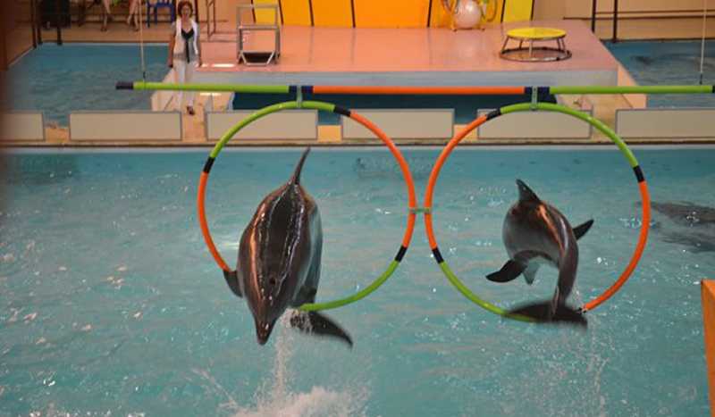 Геленджикский Дельфинарий