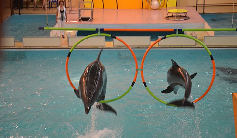 Геленджикский Дельфинарий фото 1