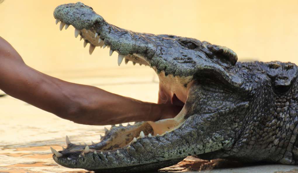 Питомник Слонов Hutsadin фото 1