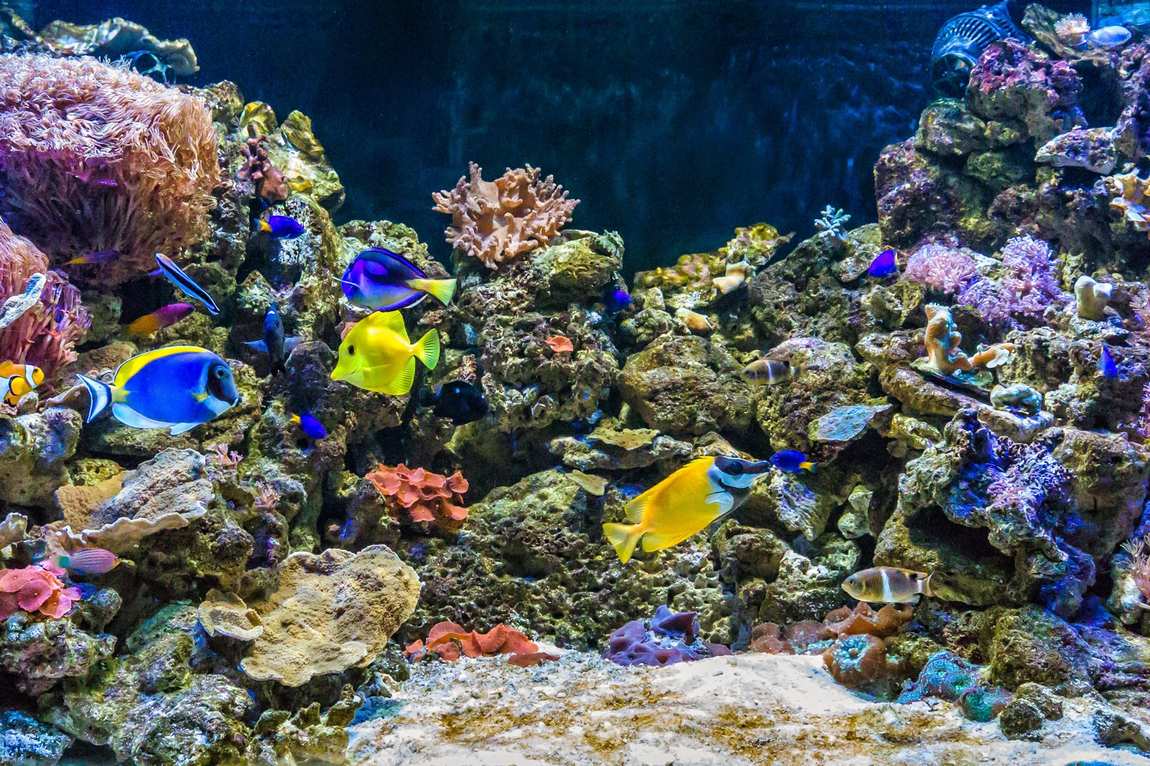aquarium costa de almeria photo 1