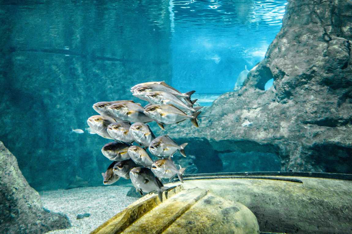 aquarium costa de almeria photo 2