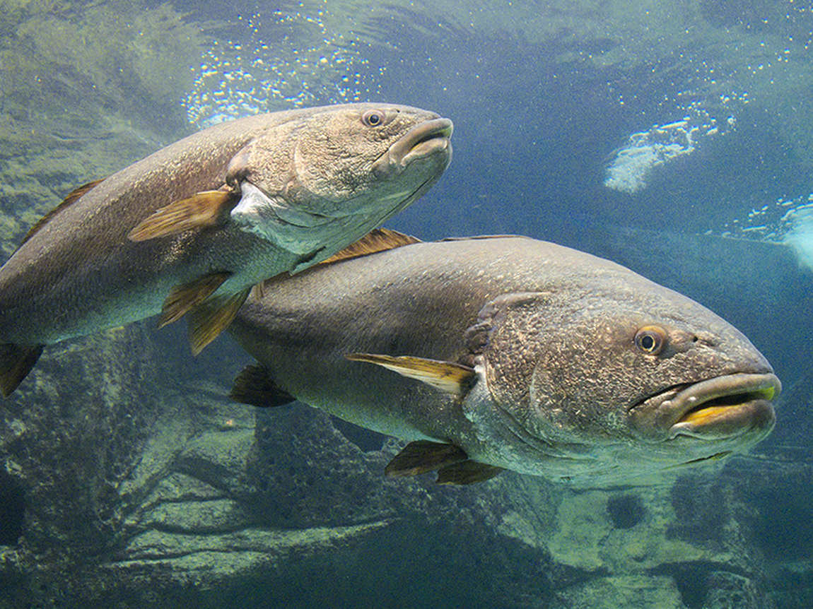 aquarium costa de almeria photo 3