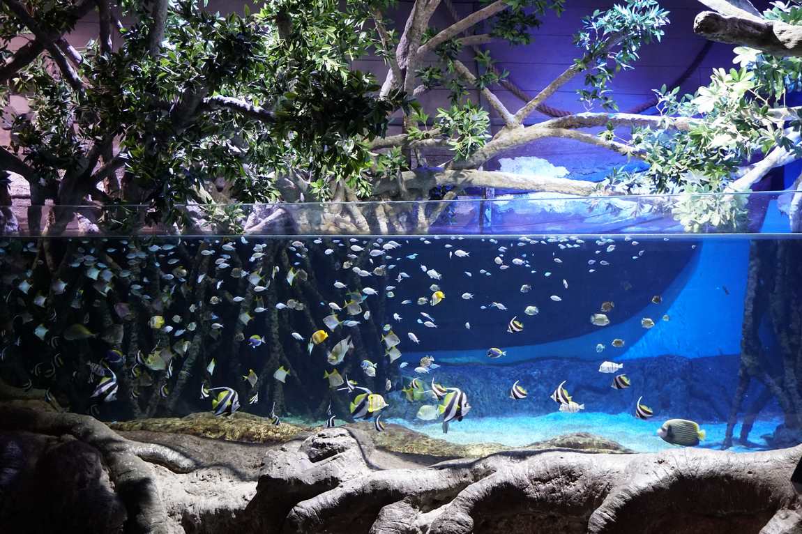 seville aquarium photo 1