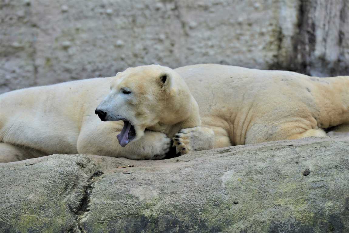 зоопарк tierpark hellabrunn фото 1