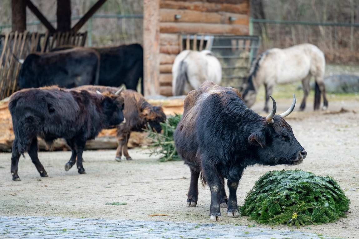зоопарк tierpark hellabrunn фото 3