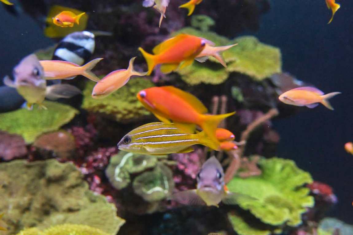 аквариум пальма-де-майорка (palma aquarium) фото 1