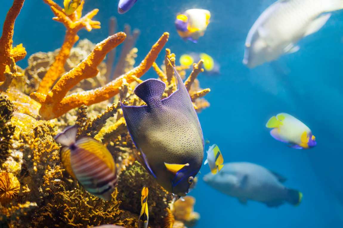 аквариум sea life benalmadena фото 1