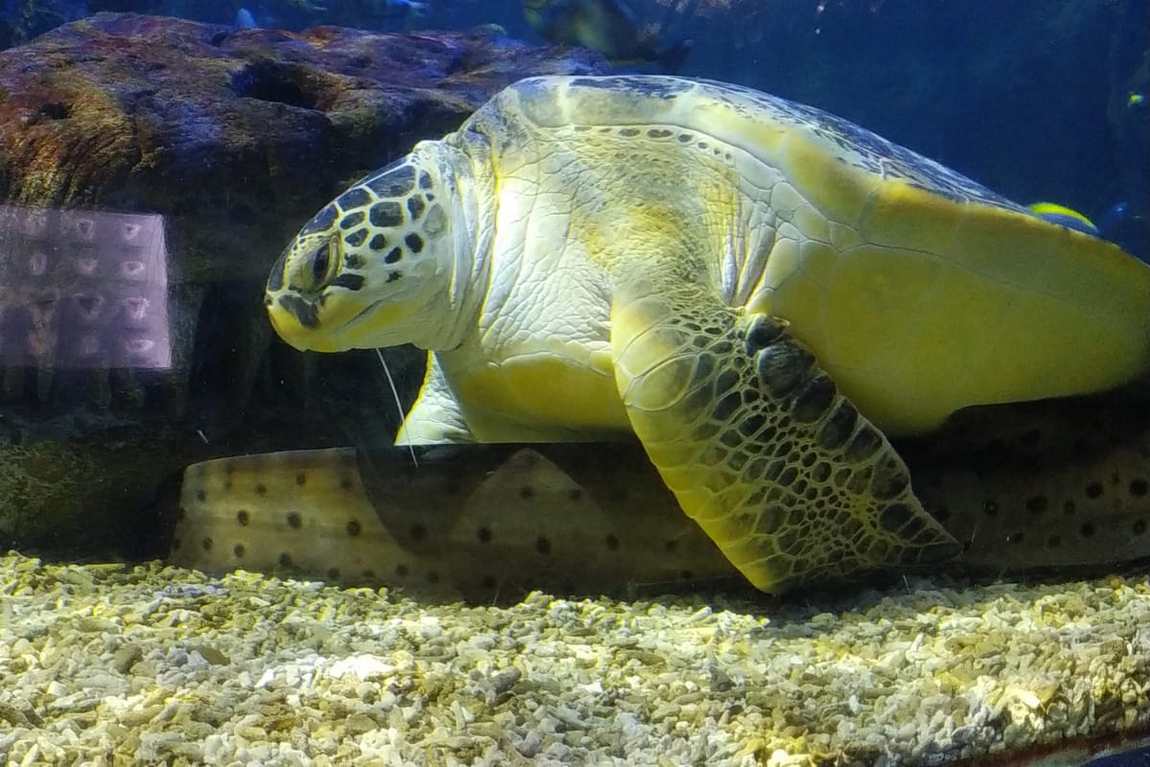 аквариум sea life benalmadena фото 3