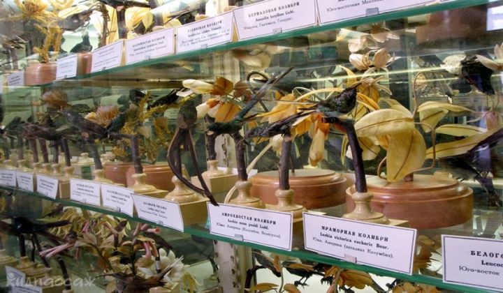 зоологический музей санкт-петербурга фото 1