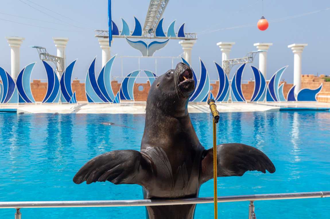 sealanya sea park фото 3