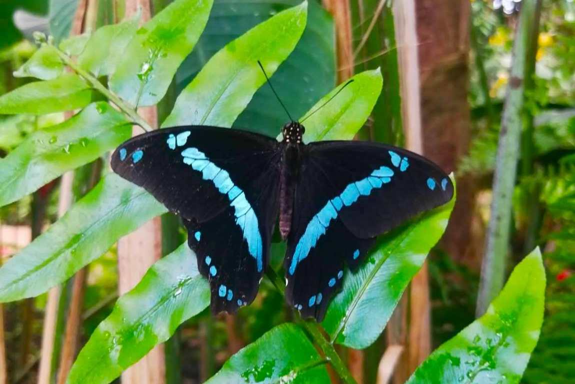 butterfly park of benalmadena photo 1