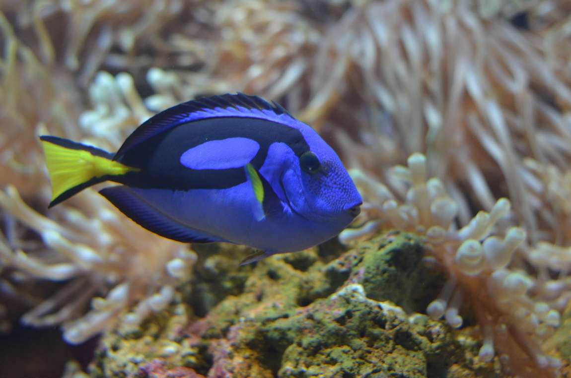 критский аквариум cretaquarium фото 1