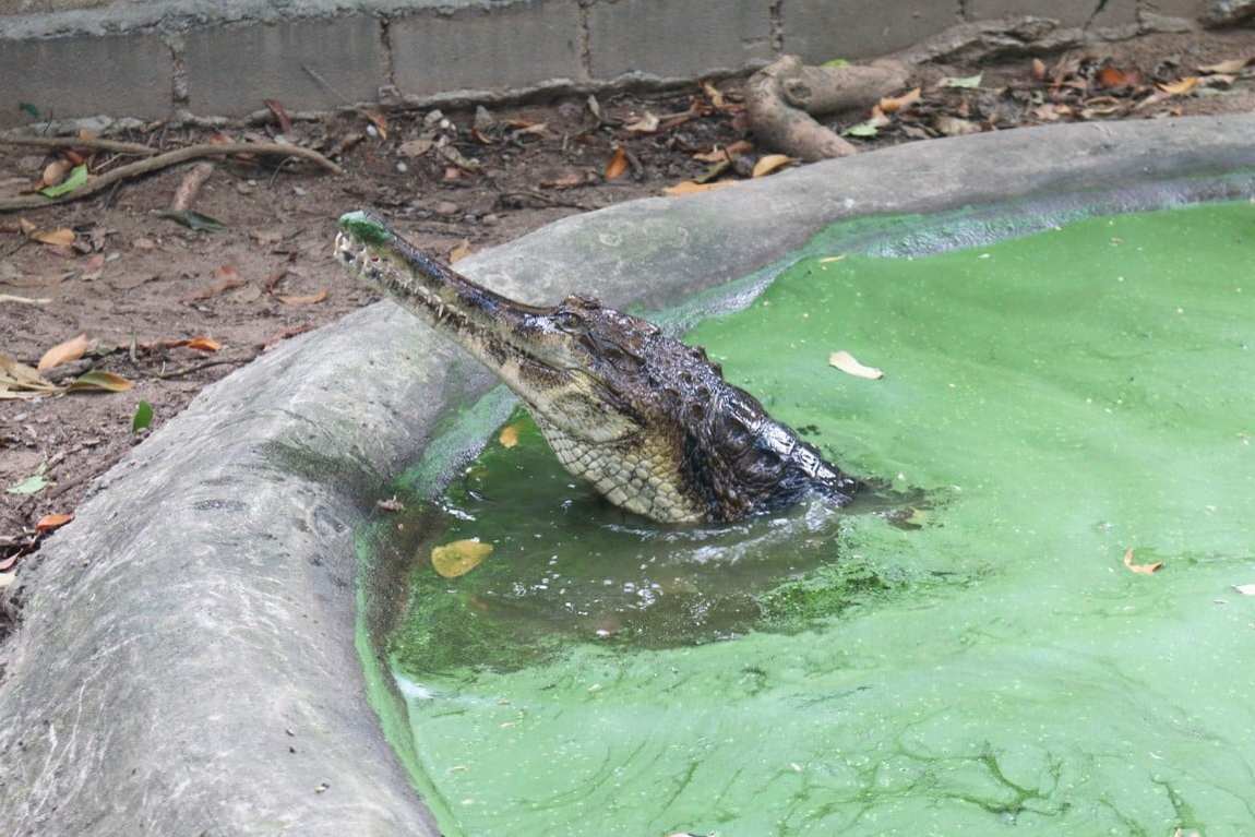крокодиловая ферма на самуи фото 1