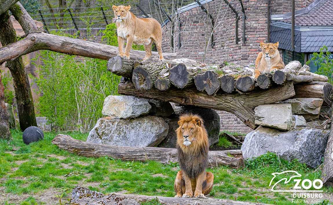 зоопарк duisburg zoo фото 3