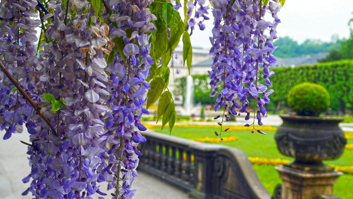 дворец мирабель фото 3