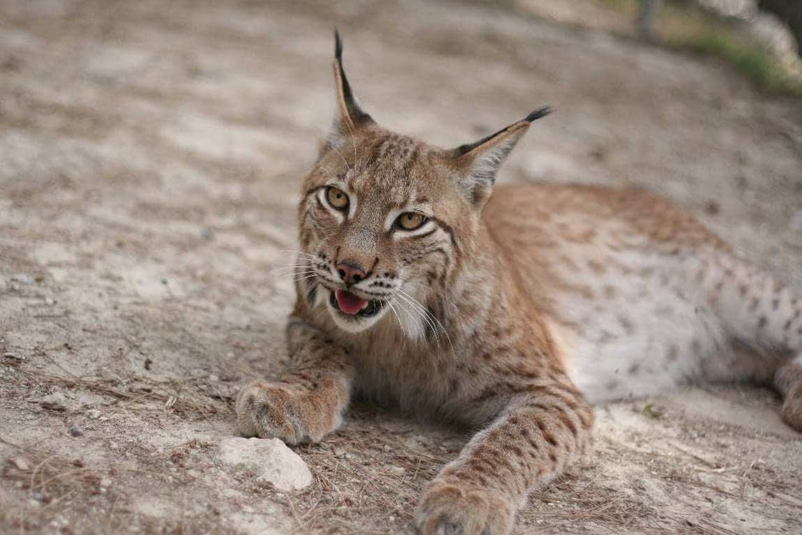 safari park aitana photo 3