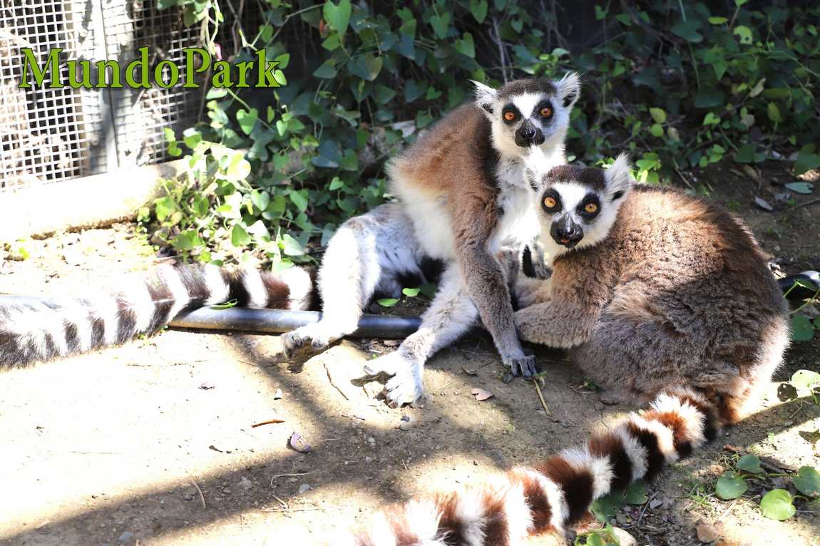 зоопарк севильи (mundo park zoo de sevilla) фото 2