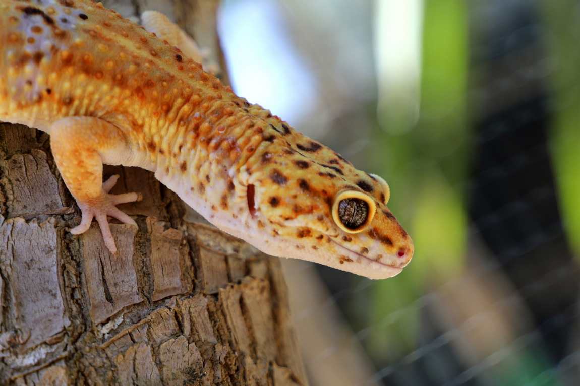 зоопарк севильи (mundo park zoo de sevilla) фото 3