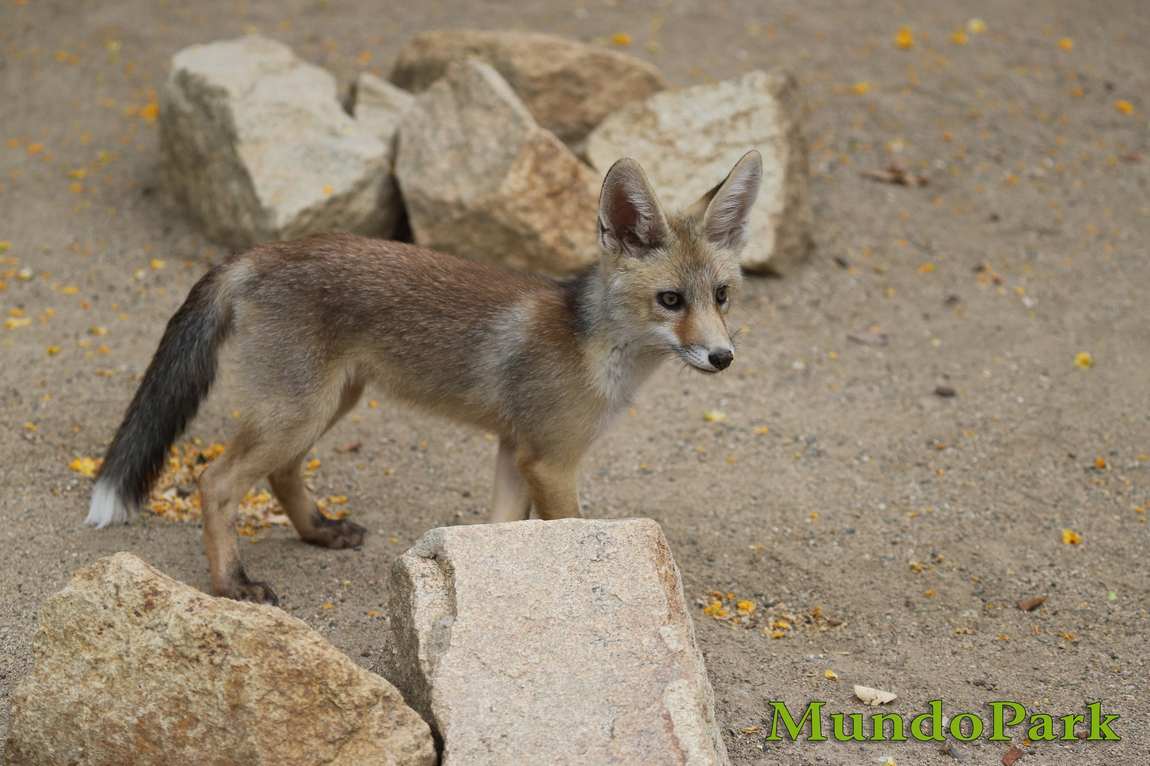 зоопарк севильи (mundo park zoo de sevilla) фото 1