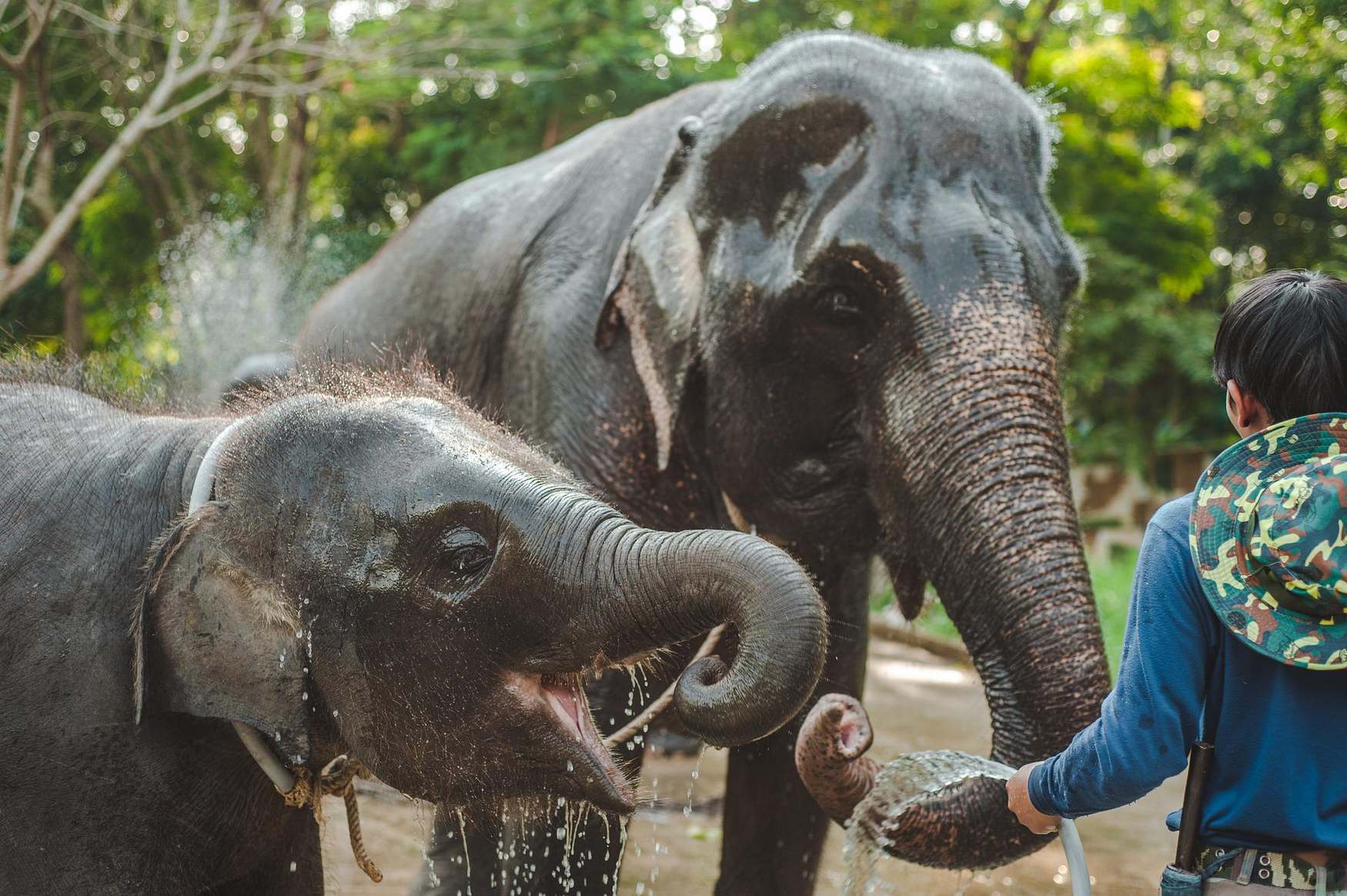 Nosey Parker's Elephant Camp