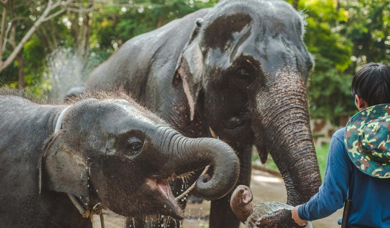 Nosey Parkers Elephant Camp