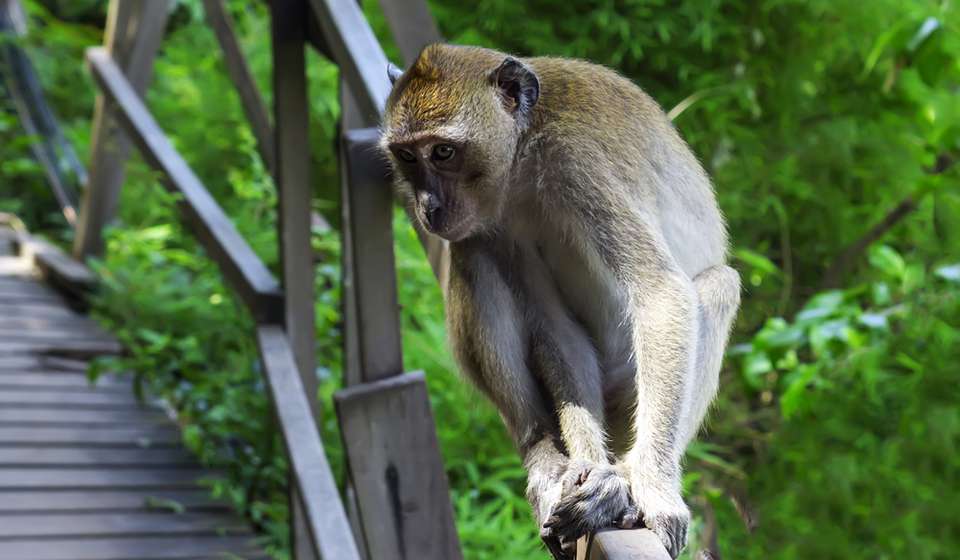 Храм Обезьян и Пещера Желудок Слона фото 1