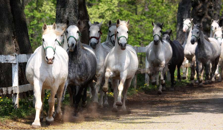Шкоцянские Пещеры фото 1