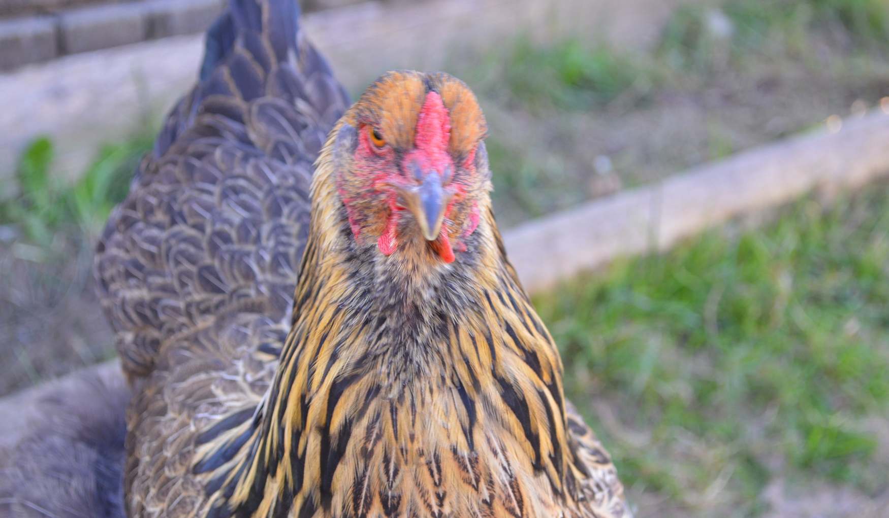 Контактный Зоопарк Пскова фото 1