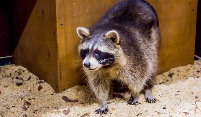 Контактный Зоопарк Страна Енотия