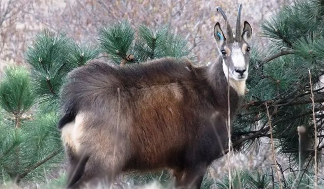 Парк Динозавров DinoPark (ЗАКРЫТ) фото 1