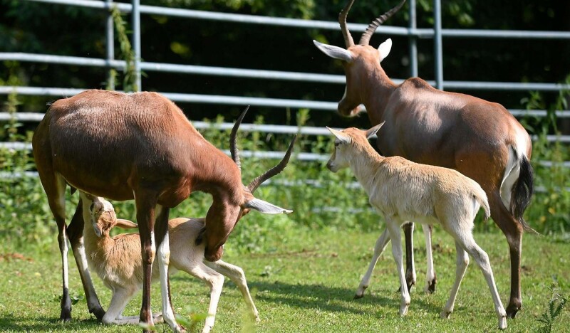 Кошице Зоопарк и Динопарк