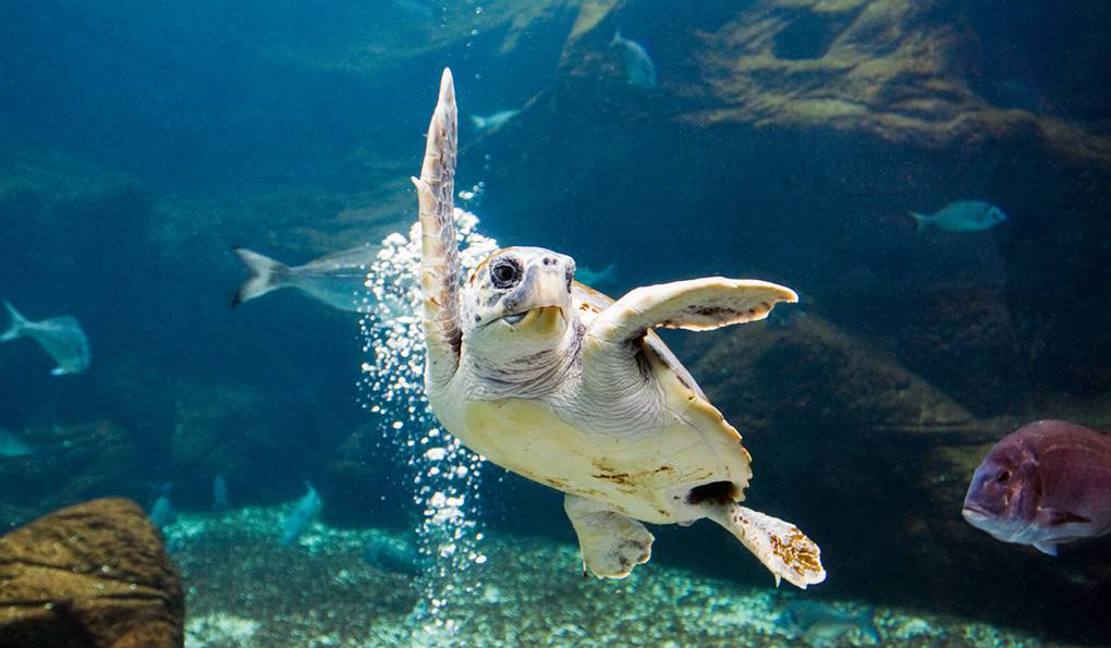 Критский Аквариум Cretaquarium фото 1