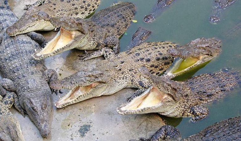 Крокодиловая Ферма Архипо-Осиповки фото 1