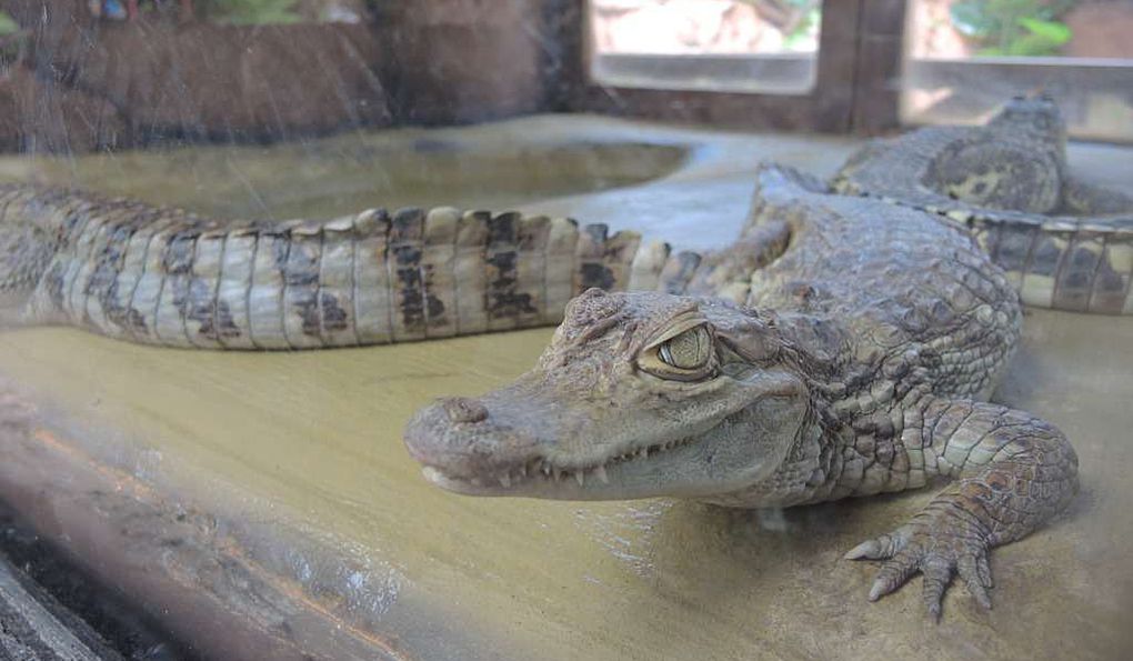 Крокодиловая Ферма фото 1