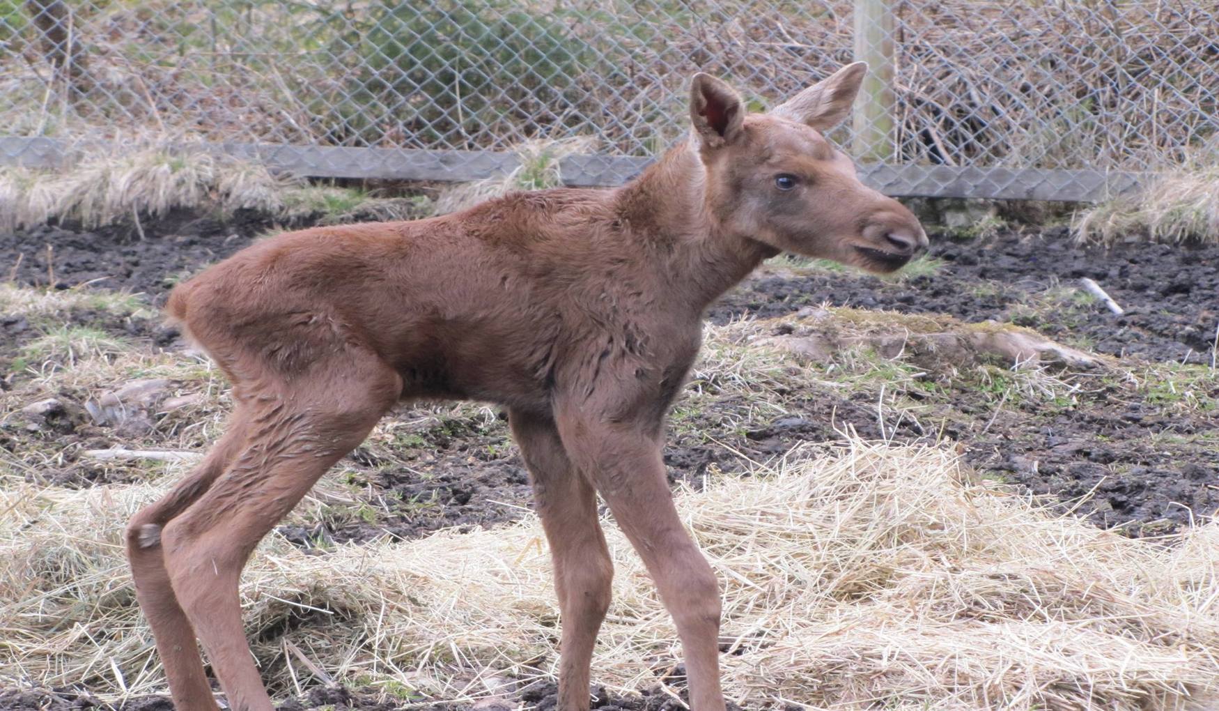 Ферма Хаски фото 1