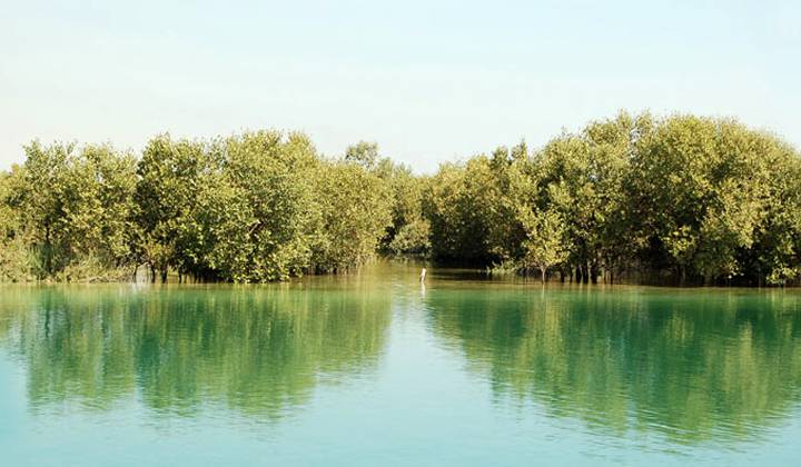 Мангровый Заповедник Абу-Даби фото 1