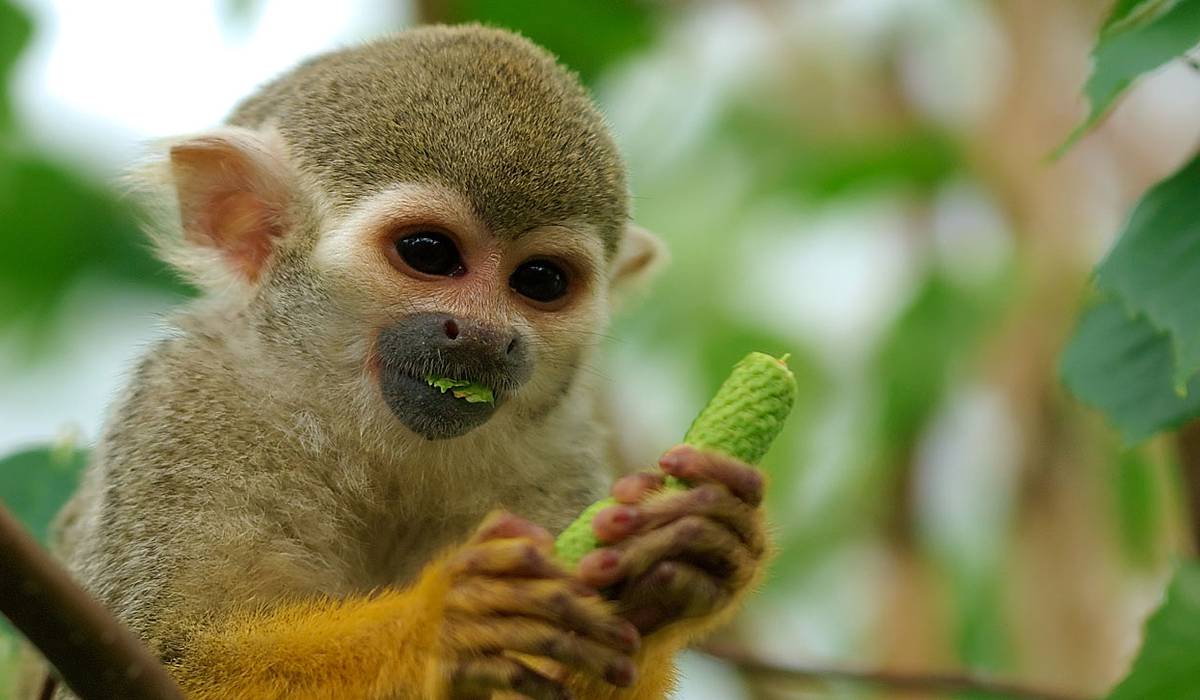 Monkey Park