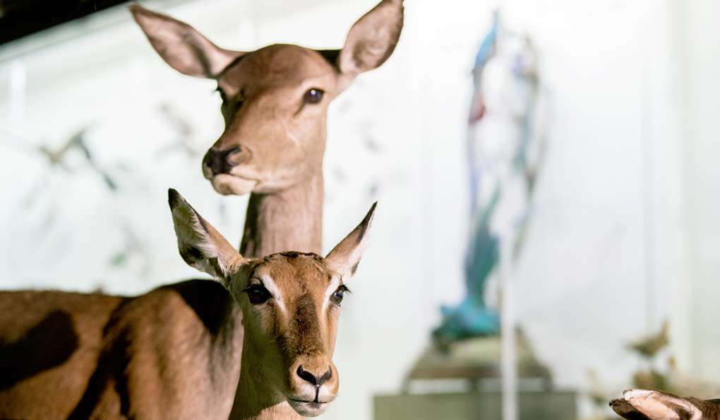 Музей Природы Goulandris фото 1