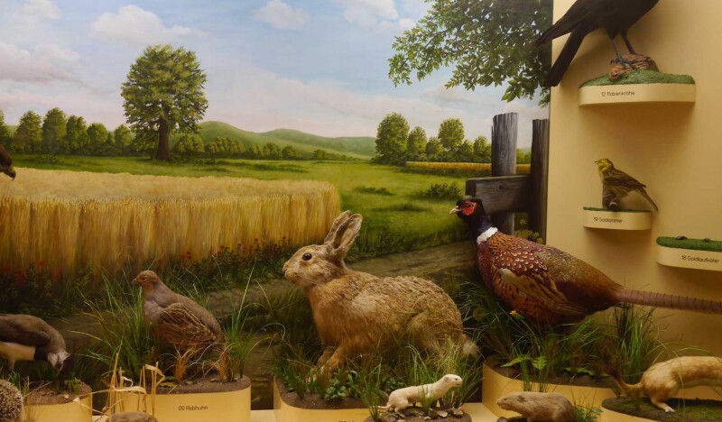 Museum of Man and Nature