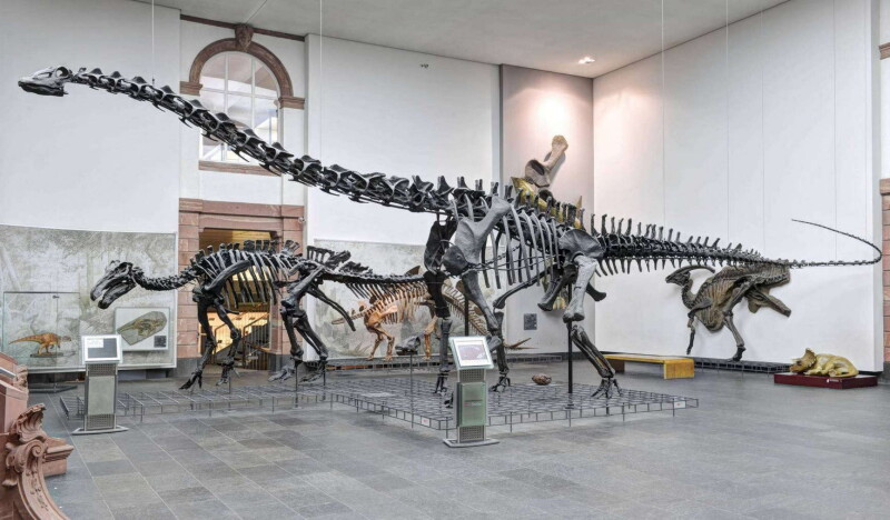 Музей Естественной Истории Зенкенберг