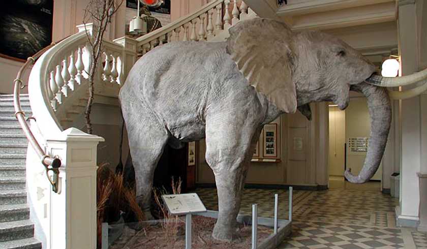 Музей Естествознания Luomus фото 1