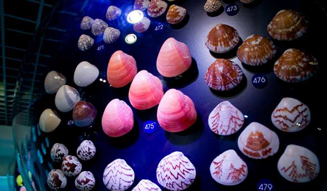 Музей Морских Раковин (ЗАКРЫТ) фото 1