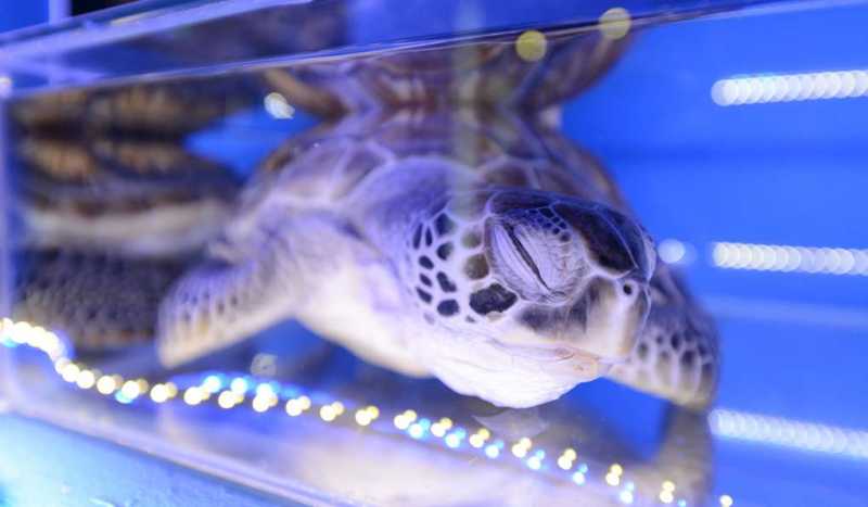 Музей Морской Биологии