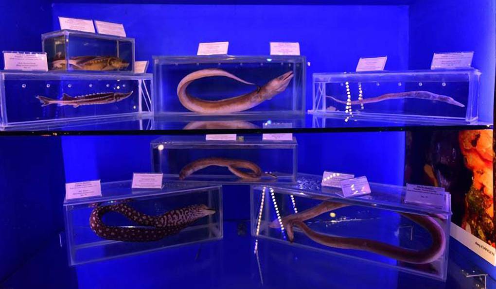 Музей Морской Биологии фото 1