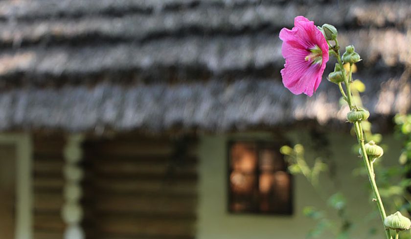 Музей Народной Архитектуры и Быта «Шевченковский гай» фото 1