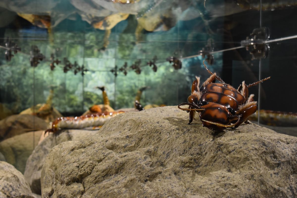 Музей Национального Парка Миттерзилль фото 1